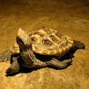 Diamondback Terrapin