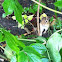 Chipmunk