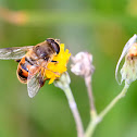 Drone Fly
