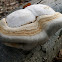 Tinder Polypore