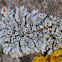 Physcia biziana
