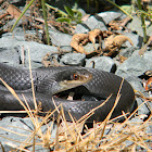 Southern Black Racer