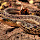 Canada's East Coast Wildlife