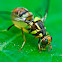 Papaya fruit fly