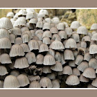 Trooping Crumble Cap