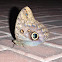 Owl butterfly