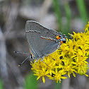 Gray Hairstreak