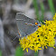 Gray Hairstreak