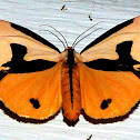 Clymene Moth