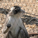 White-Naped Mangabey