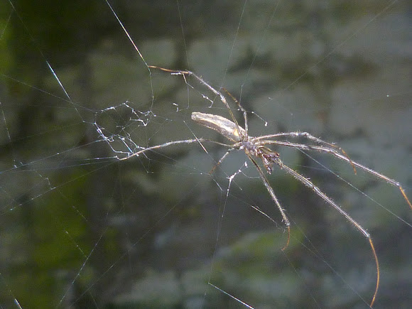 Spotting Image 1