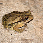 Gulf Coast Toad (female)