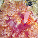 Imperator Shrimp