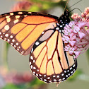 Monarch Butterfly