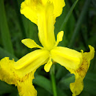Yellow Flag