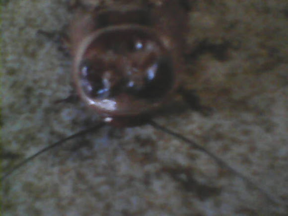 Spotting Image 1