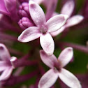 Lilac