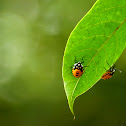 Pentatomidae nymphs