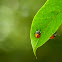 Pentatomidae nymphs