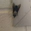 Giant horse fly
