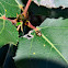 Cottonwood Leaf Beetle