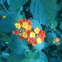 Lantana