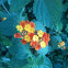 Lantana