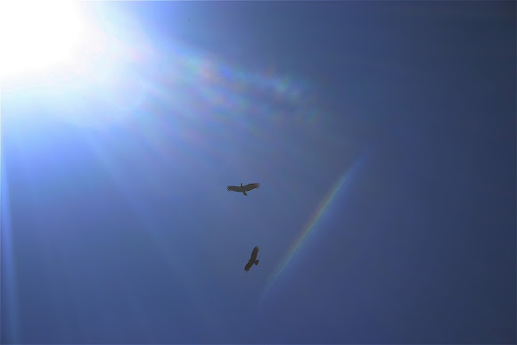 Spotting Image 1