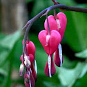 Bleeding Heart