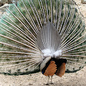 Peafowl