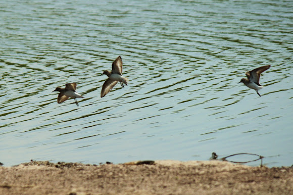 Spotting Image 1