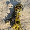 Rockweed