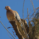 Laughing Dove