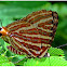 Long-Banded Silverline