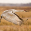 Sandhill Crane
