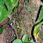 Leaf-Cutter Ants
