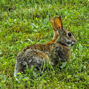 Eastern Cottontail