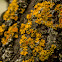 Yellow Lichen