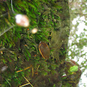 great diving beetle