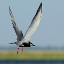 River Tern