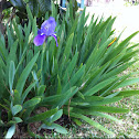 Lirio, Iris Germanica