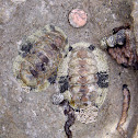 Chiton fossils