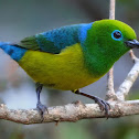 Blue-naped Chlorophonia
