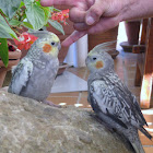 Cockatiel