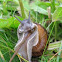 Garden Snail