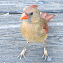 Northern Cardnial