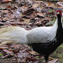 Silver Pheasant