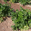 Apio, Celery