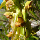 Satyrium bicorne