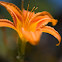 Day Lily